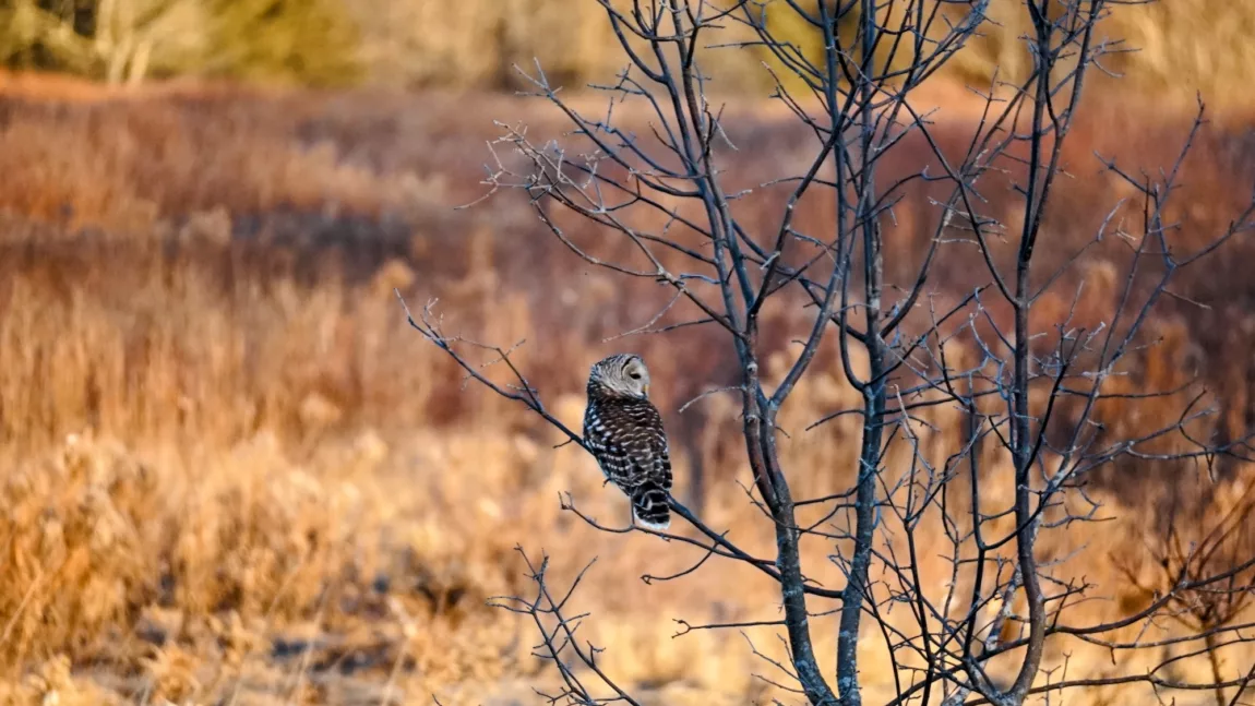 Fishing in the Ocean